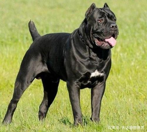 卡斯罗犬,罗威纳犬,作为经典优秀的护卫犬,在它们之间