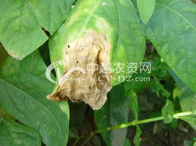 (2013-11-27)   豇豆疫病;; 豆角斑枯病;; 豇豆-豆类-蔬菜病害-中越