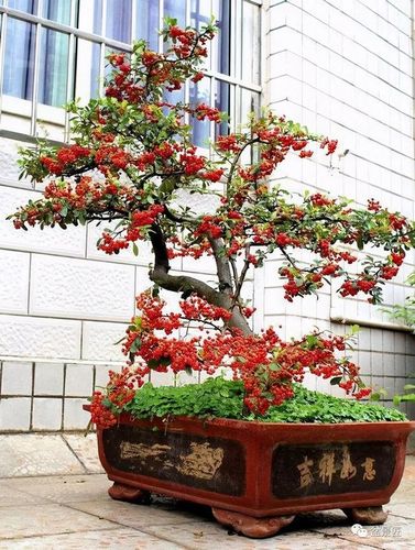 拿到好的火棘树桩这样处理盆景才出彩