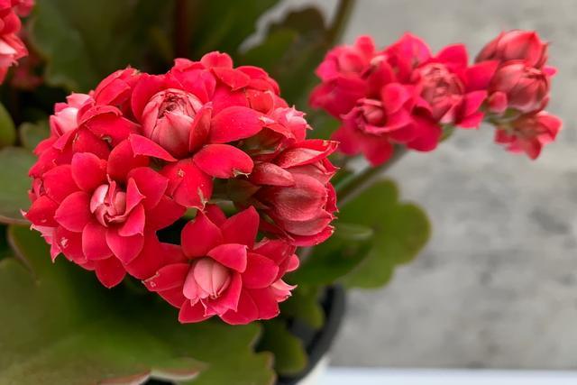 喜糖又叫红熙2021年的一个测试品长寿花羽叶重瓣中花