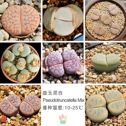 多肉种子南非生石花风铃玉枝干番杏藻铃玉神笛玉混合红大内红帝玉