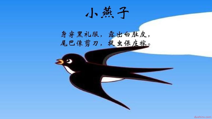 小燕子中班科学课件