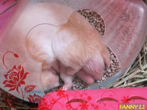 我的仓鼠的屁股为什么变大了?