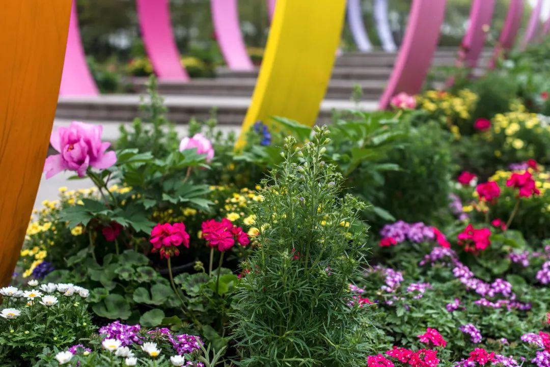 2021上海国际花展丨主题花美女樱的应用