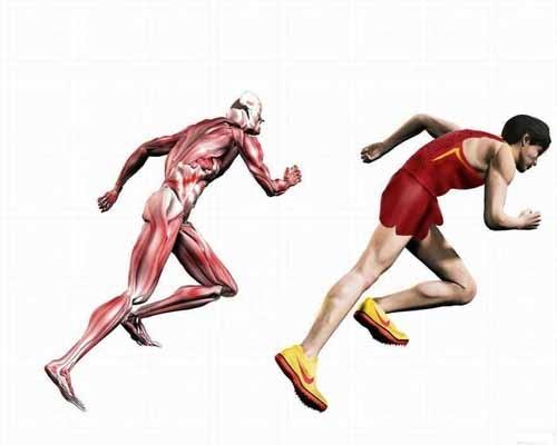 运动人体科学专业开设课程设置,课程内容学什么