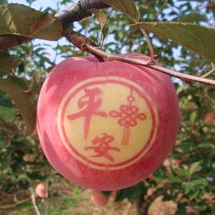 带字艺术苹果圣诞礼物批发包邮 烟台苹果栖霞红富士圣诞节平安果