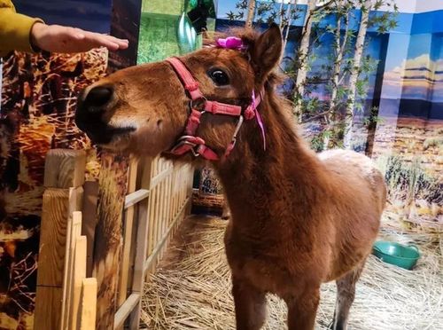 19.9元抢购动物园门票,泗洪动物园陪你嗨