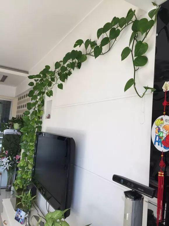 绿萝|文竹|常春藤_新浪网