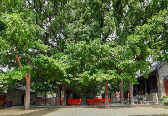 探访浮来山风景区,千年银杏树参天而立,千年古刹,幽静