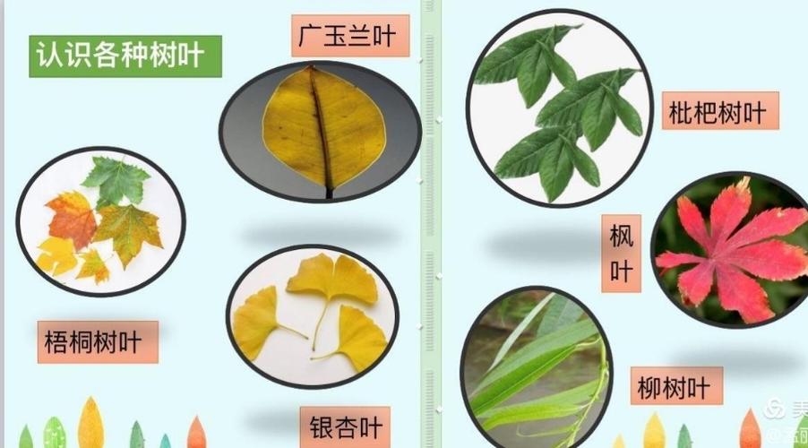 认识常见的叶子