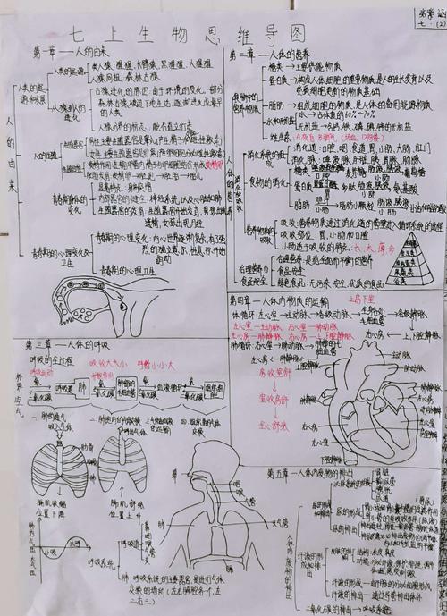 思维碰撞,导图引领———七年级生物组思维导图绘制大赛