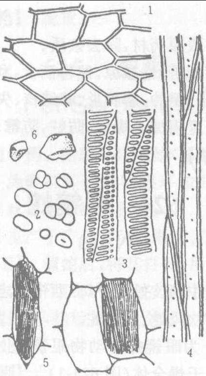 1.木栓细胞 2.淀粉粒3.梯纹导管 4.木纤维   5.草酸钙针晶束 6.
