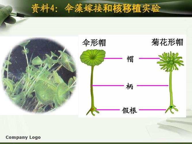 人教版高中生物必修一第三章第三节课件 资料4:伞藻嫁接和核移植实验