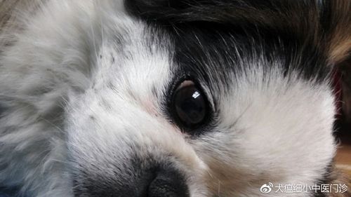 一例犬瘟引起眼睛严重病变及康复过程的病例