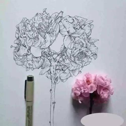 速写花卉速写的画法