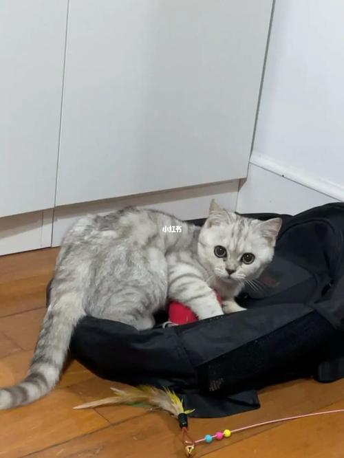 小猫咪的皮燕子为啥那么臭?简直膀臭_猫咪_猫咪日常