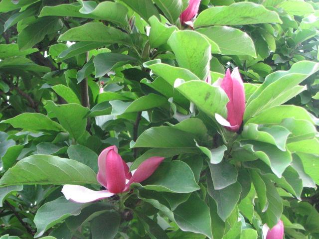 七月开花的紫玉兰