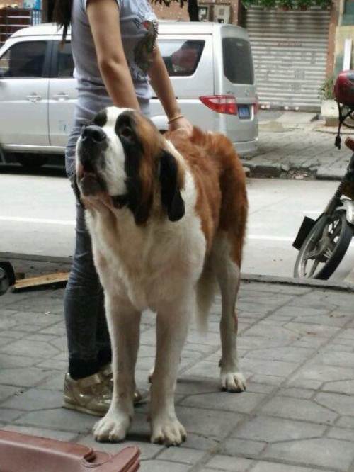圣伯纳犬公十个月低价出售