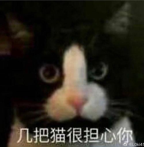 (已解决)小几把猫很担心你