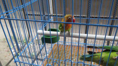 大家看看我的牡丹鹦鹉是骡子吗?急求!