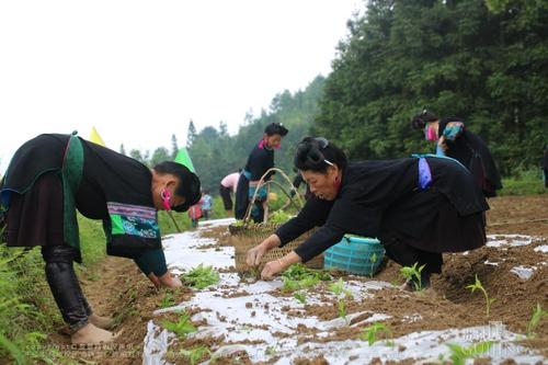 5月8日苗谷村群众辣椒种植忙