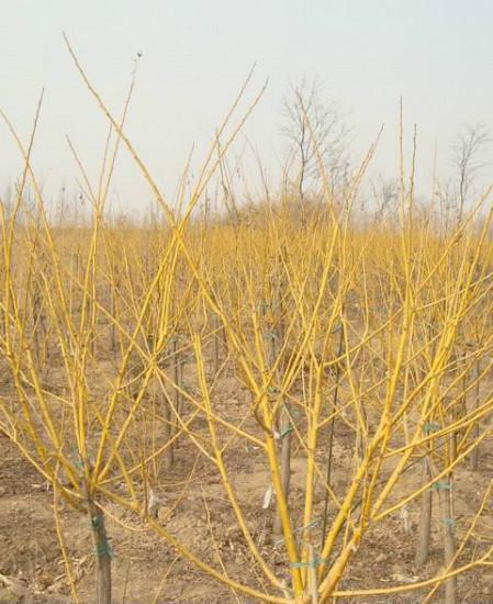 黑河黄金槐基地黑河黄金槐基地供应矮接金枝槐高接金枝槐金枝槐接穗