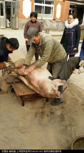 东北农村杀猪