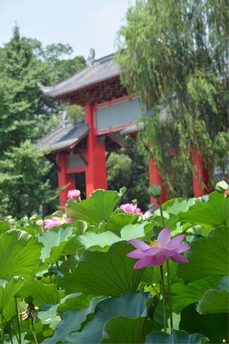 夏 日 清 荷-------- 摄于四川大学荷花池