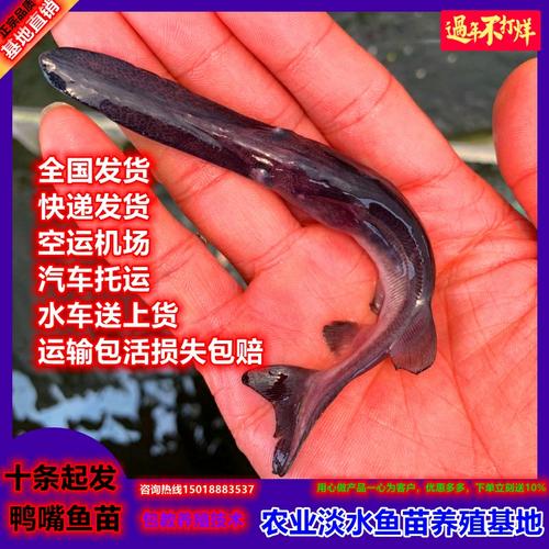路亚淡水鱼养殖 活体已售0$20折后价$20淘宝新品鸭嘴鱼苗观赏鱼冷水鱼