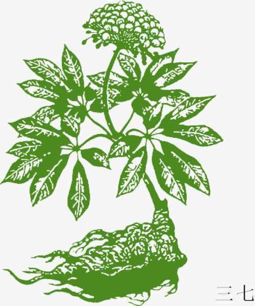 三七花是什么,它又有什么功效?有些人可能还不甚知晓.