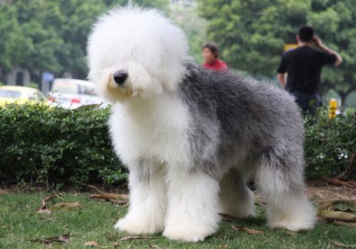 英国古代牧羊犬的喂食方法