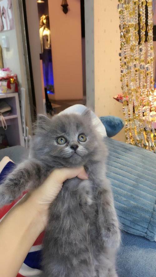 美短英短折耳布偶出售,可上门自取.