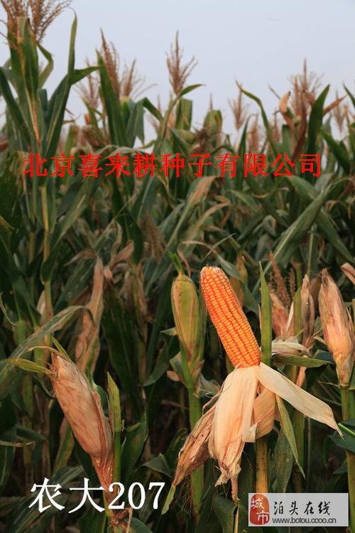 最新玉米种子【农大207】