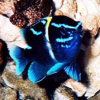 雀魔类品牌排名 前10位