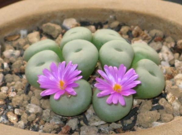 请问这两颗生石花是什么品种?