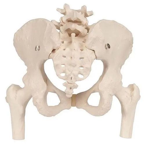 尾骨:s5下方的凸骨即是尾骨.