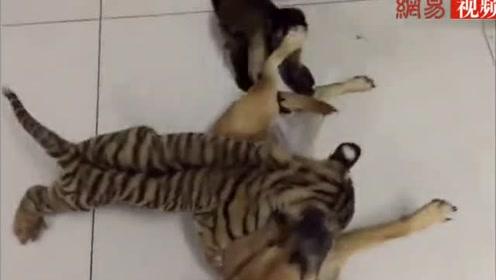 小老虎跟大狗打起来了 聪明的猴子在旁边拉偏架