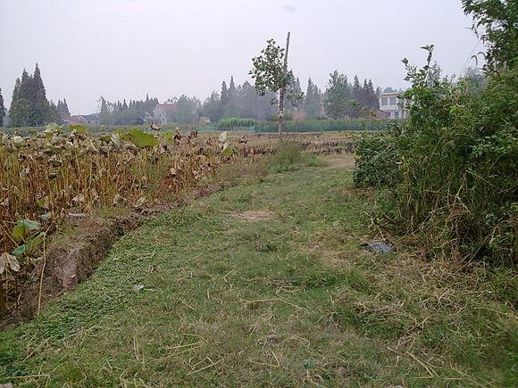 湖北监利县毛市镇甲湖村——新农村建设被遗忘的角落