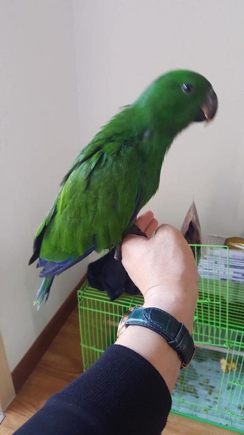 出售灰鹦鹉 凯克鹦鹉 折衷鹦鹉 绯胸鹦鹉 玄凤鹦鹉