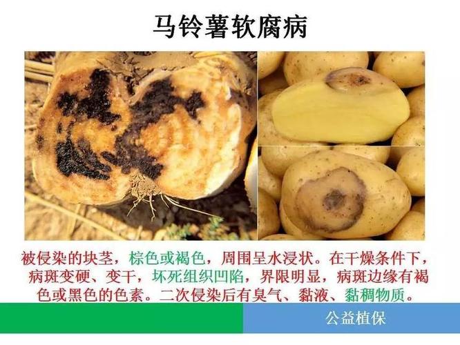 马铃薯病害图谱大全