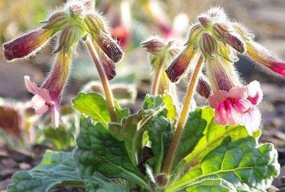 农村的野草,根酷似红薯,却对"白发"有效果,现在价值珍贵!