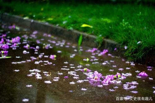 春雨落花,更让人怜惜