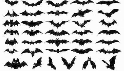 万圣节简笔画蝙蝠