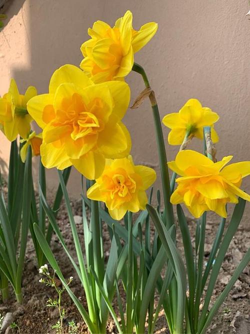 冬天适合养"重瓣洋水仙",现在栽下,春节开花,花朵又美又香