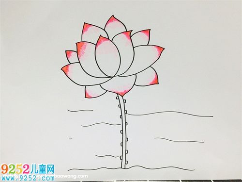 一步一步教我画荷花 荷花简笔画