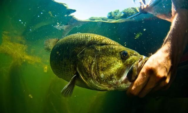 这条鱼以后将取缔草鱼,成为新四大家鱼之首