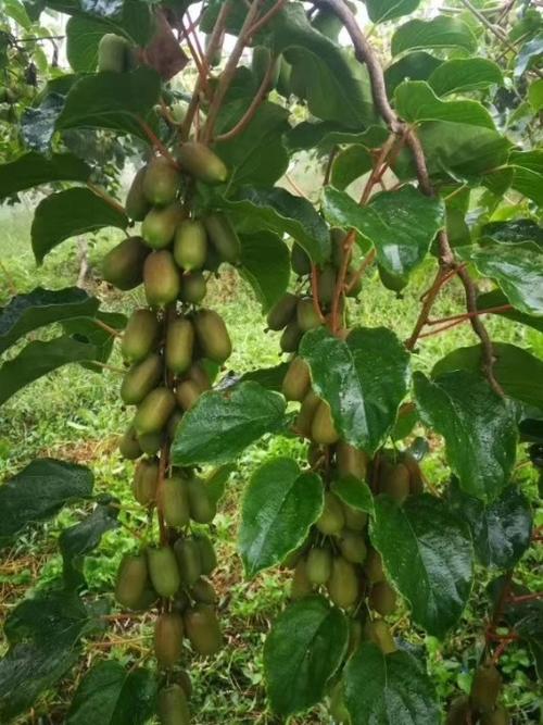 威海软枣猕猴桃的营养价值威海嫁接猕猴桃树苗