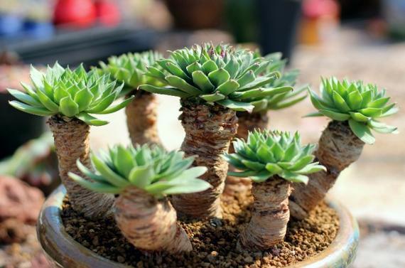 刷新对观音莲认识,观音莲居然能养出这样的老桩,状态