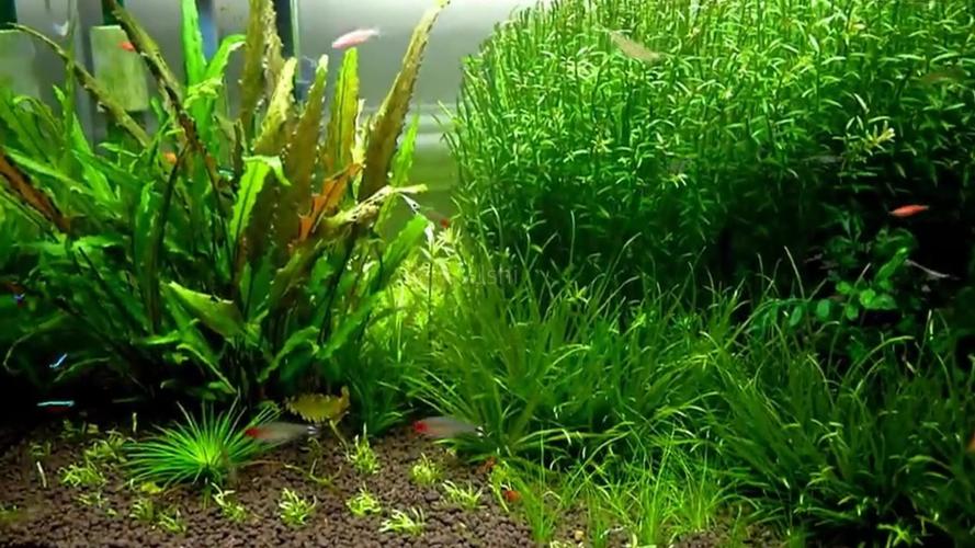 高清视频 鱼缸 水草 鱼儿 大和藻虾