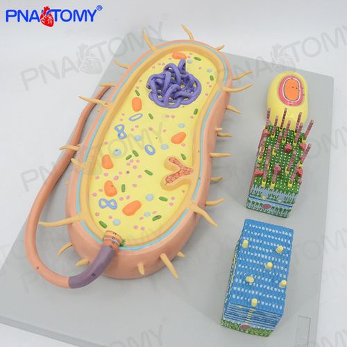 微生物细菌放大模型三分病毒显微结构细胞标本染色体dna生物医学